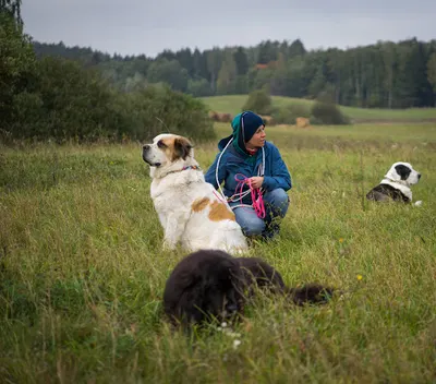 COZAPIES Inicjatywa - Szkolenie, wychowanie, trener psów, behawiorysta Gdynia Gdańsk Sopot, Wejherowo